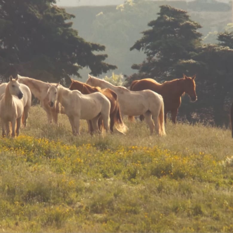イングリッシュ ペアー コレクション | ジョー マローン ロンドン