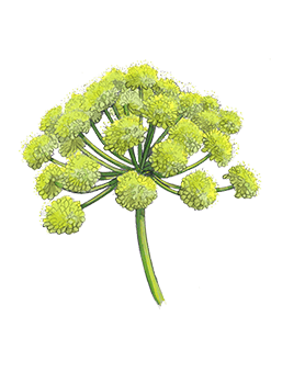 Tuberose Angelica Cologne Intense ジョー マローン ロンドン