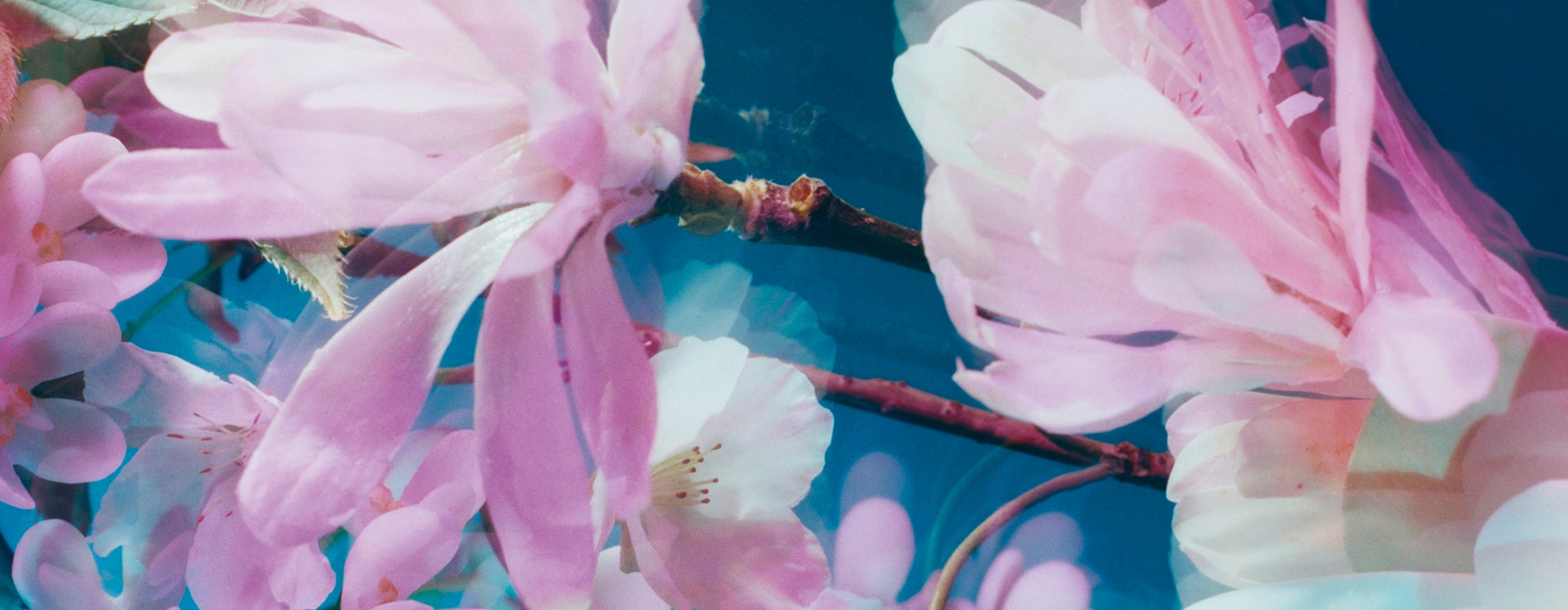 Blossoms Collection Inspiration | Jo Malone London