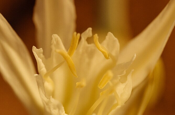 Sea Daffodil Cologne | ジョー マローン ロンドン