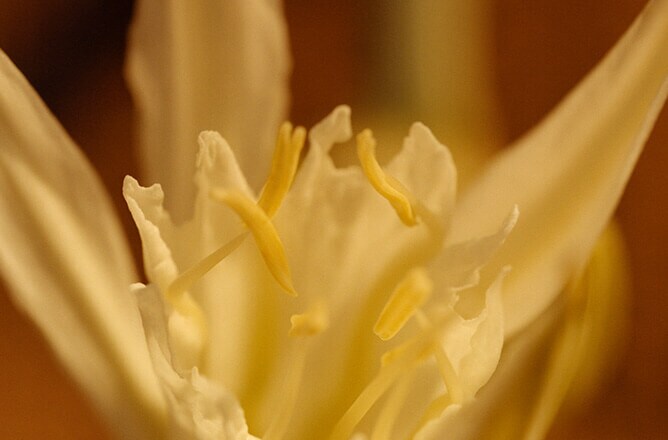 Sea Daffodil Cologne ジョー マローン ロンドン