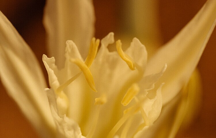 Sea Daffodil Cologne | ジョー マローン ロンドン